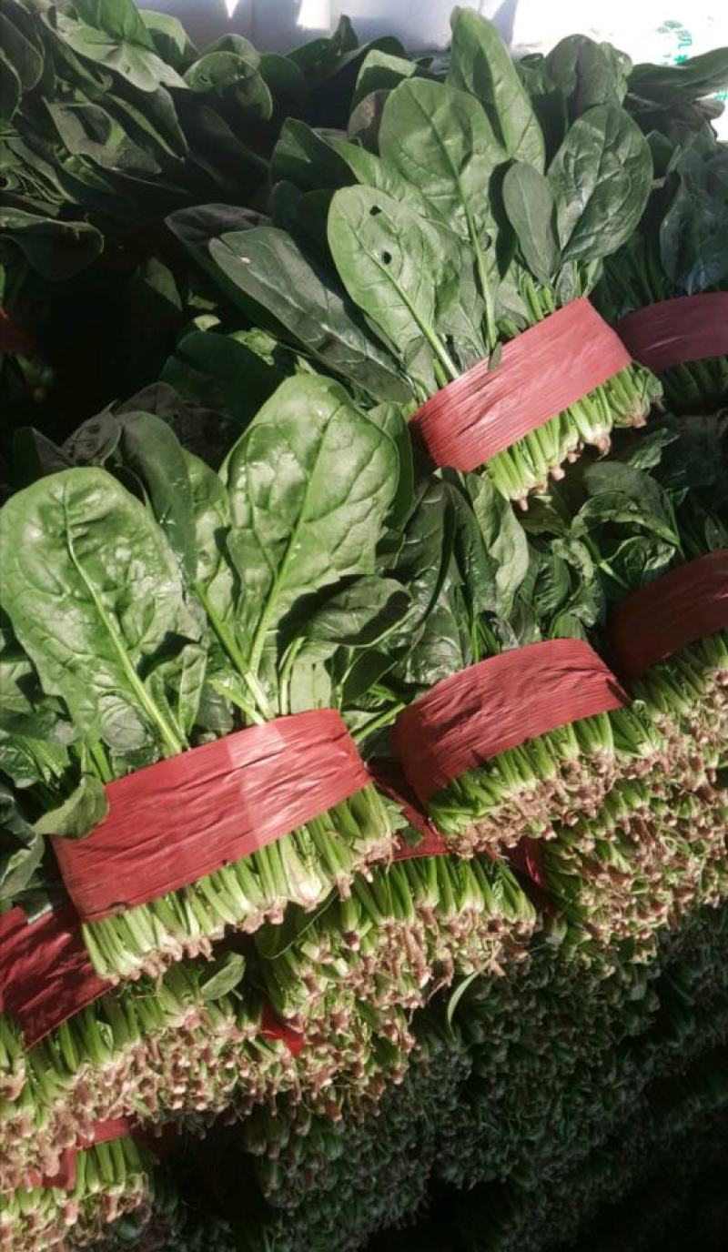 精品菠菜大叶波菜产地一手货源量大从优一条龙服务