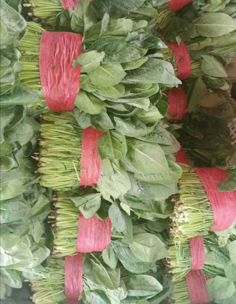 精品菠菜大叶波菜产地一手货源量大从优一条龙服务