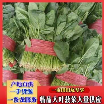 精品菠菜大叶波菜产地一手货源量大从优一条龙服务