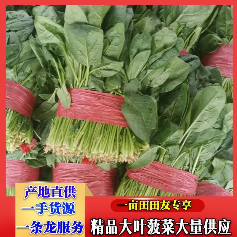 精品菠菜大叶波菜产地一手货源量大从优一条龙服务