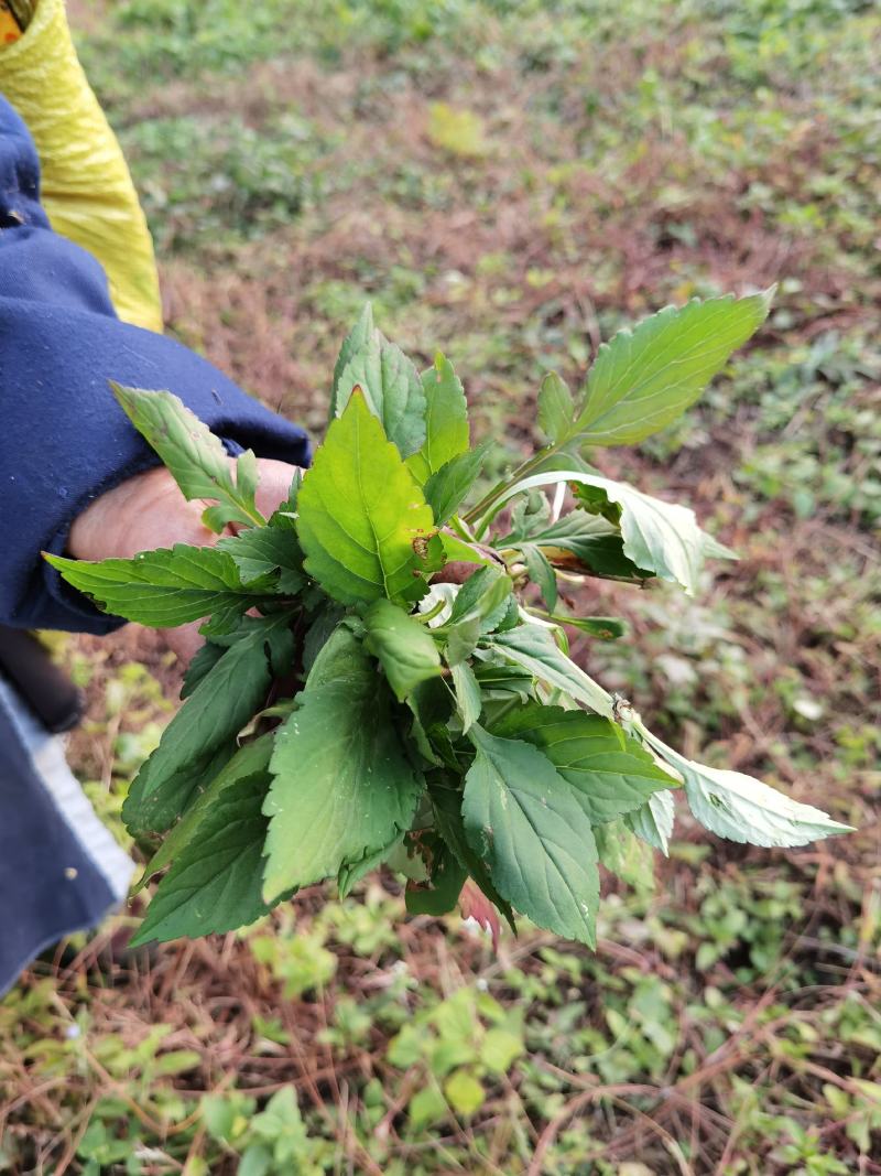 苦斋婆，苦斋菜，苦菜，野菜，瑶山天然野菜，