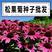 松果菊种子紫锥花菊种籽景观花海四季易种多年生春秋庭院阳台
