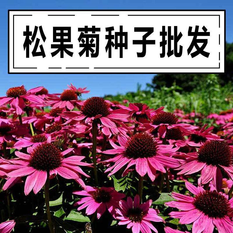 松果菊种子紫锥花菊种籽景观花海四季易种多年生春秋庭院阳台