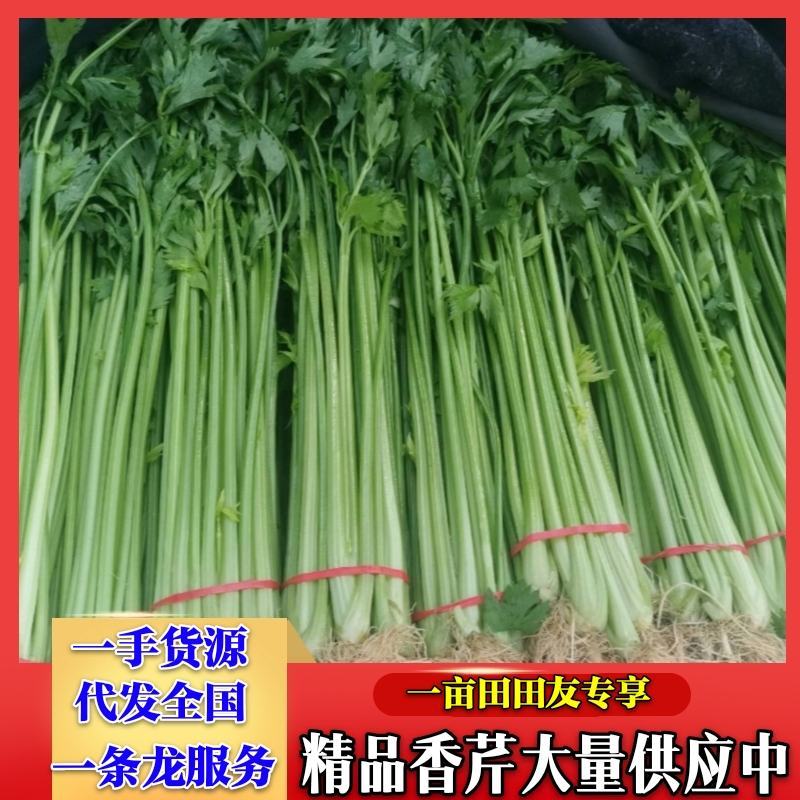 山东芹菜精品香芹，质量好价格便宜，一手货源，全国代发