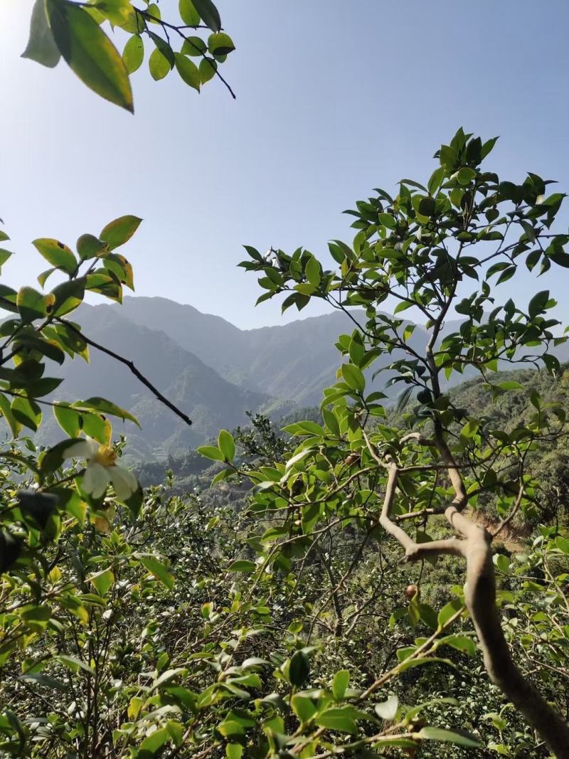 野生山茶油，纯物理压榨，出油量少，一年一季