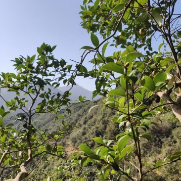 野生山茶油，纯物理压榨，出油量少，一年一季