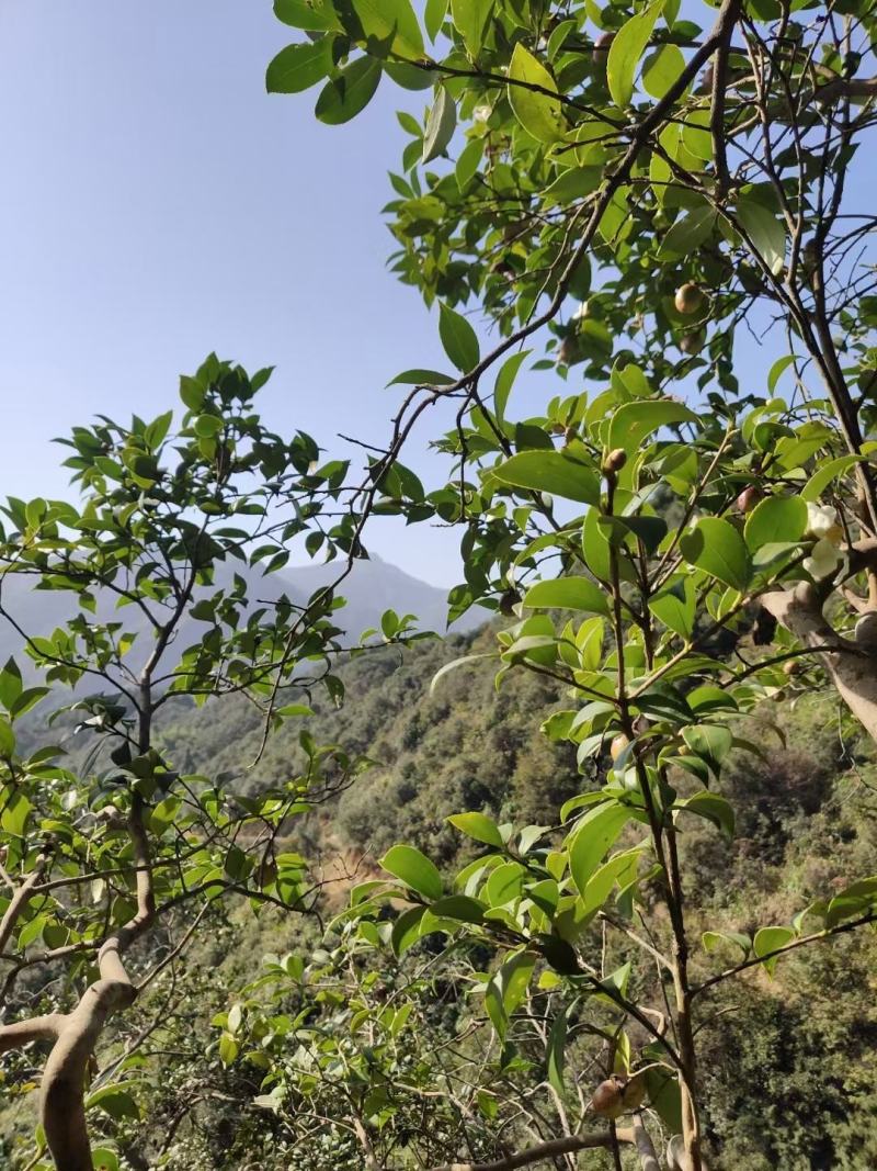 野生山茶油，纯物理压榨，出油量少，一年一季