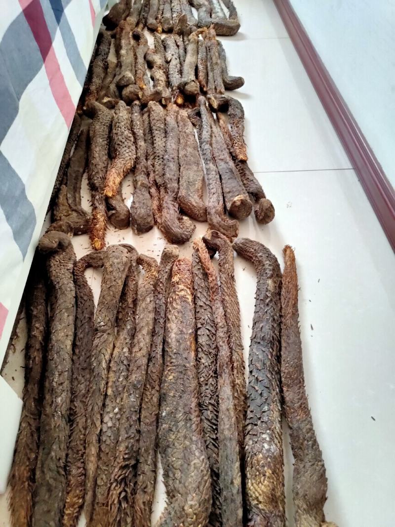 内蒙古阿拉善肉苁蓉野生油苁蓉精选秋冬货整根油性