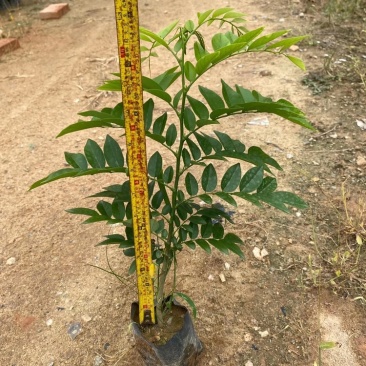 黄花梨树苗正宗海南黄花梨树苗