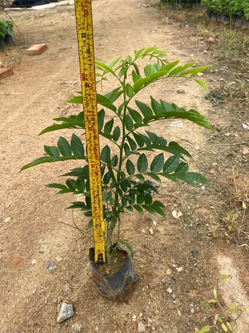 黄花梨树苗正宗海南黄花梨树苗