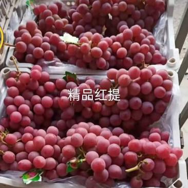 【红提】葡萄大量上市，货源充足，品质好，味甜多汁