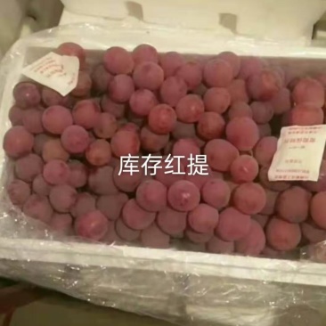 【葡萄红提】葡萄货源充足，产地直供，欢迎咨询
