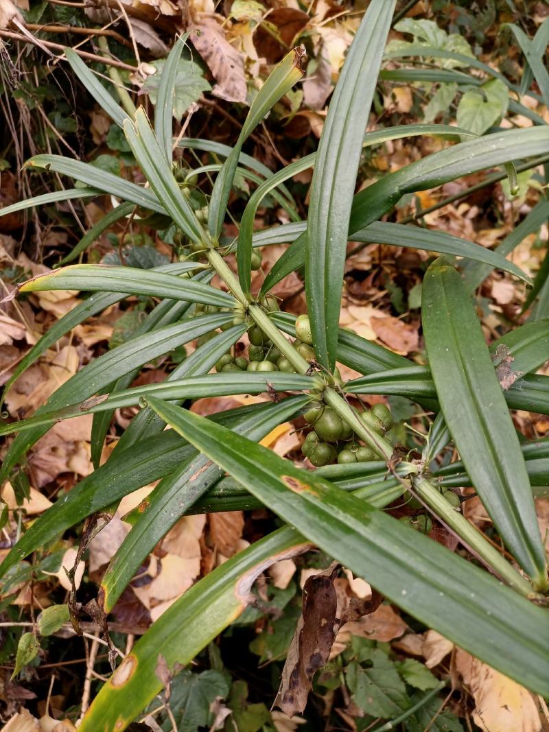 黄精苗盆栽绿植老虎姜盆栽黄精盆栽黄精胫块栽培
