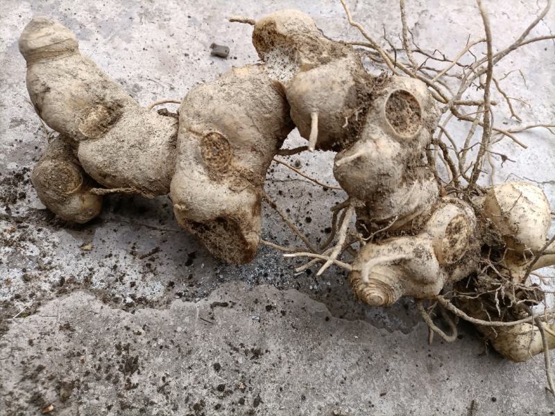 黄精苗盆栽绿植老虎姜盆栽黄精盆栽黄精胫块栽培