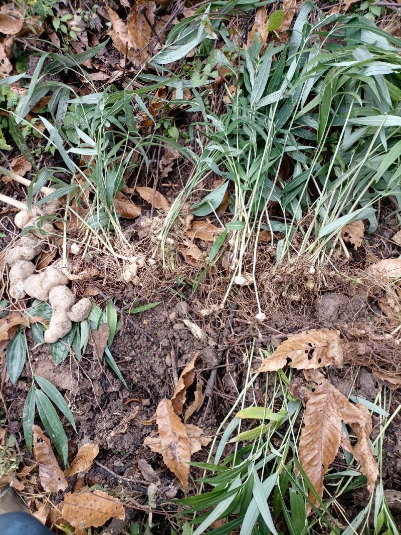 黄精苗盆栽绿植老虎姜盆栽黄精盆栽黄精胫块栽培