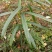 黄精苗盆栽绿植老虎姜盆栽黄精盆栽黄精胫块栽培