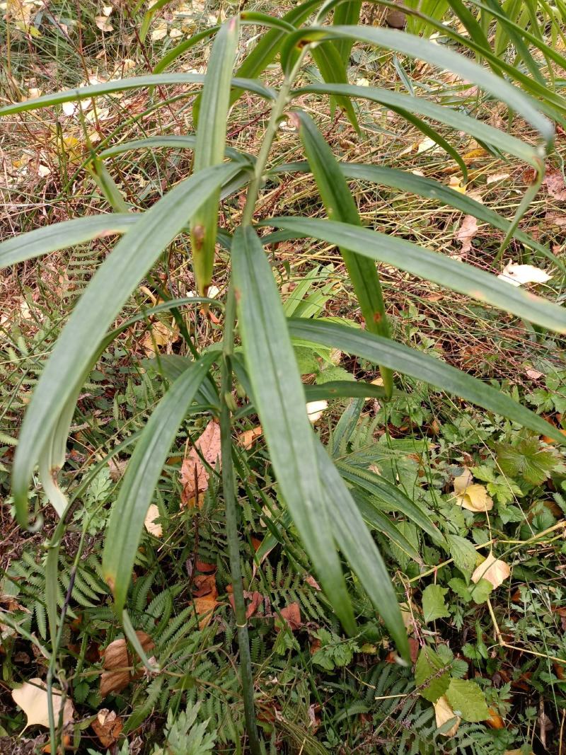 黄精苗盆栽绿植老虎姜盆栽黄精盆栽黄精胫块栽培