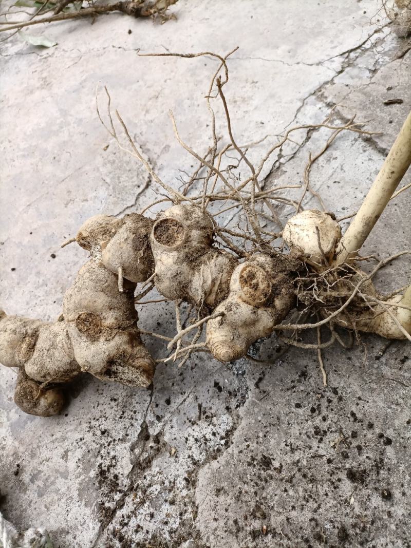 黄精苗盆栽绿植老虎姜盆栽黄精盆栽黄精胫块栽培