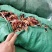 木棉花【包邮】三斤起发货可批量可零售量大从优