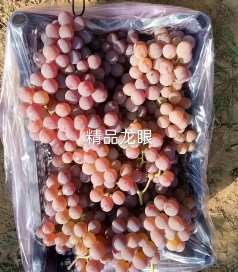 《龙眼葡萄》大量上市欢迎各位老板前来洽谈