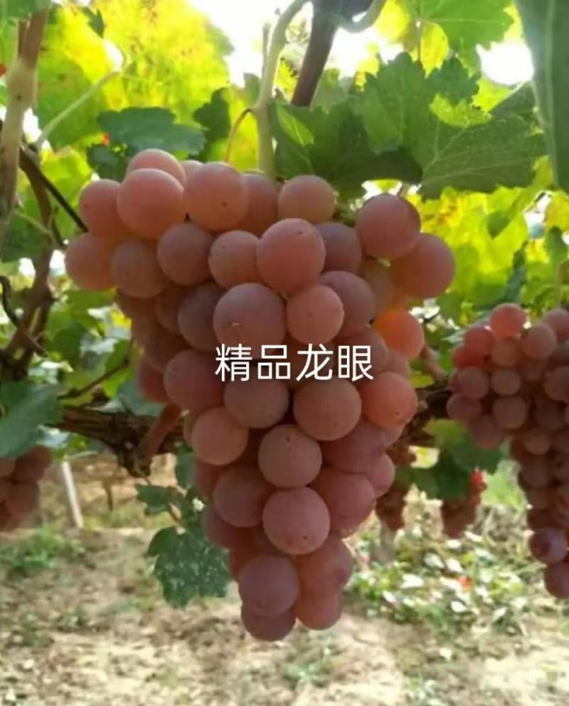 《龙眼葡萄》大量上市欢迎各位老板前来洽谈