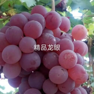 《龙眼葡萄》大量上市欢迎各位老板前来洽谈