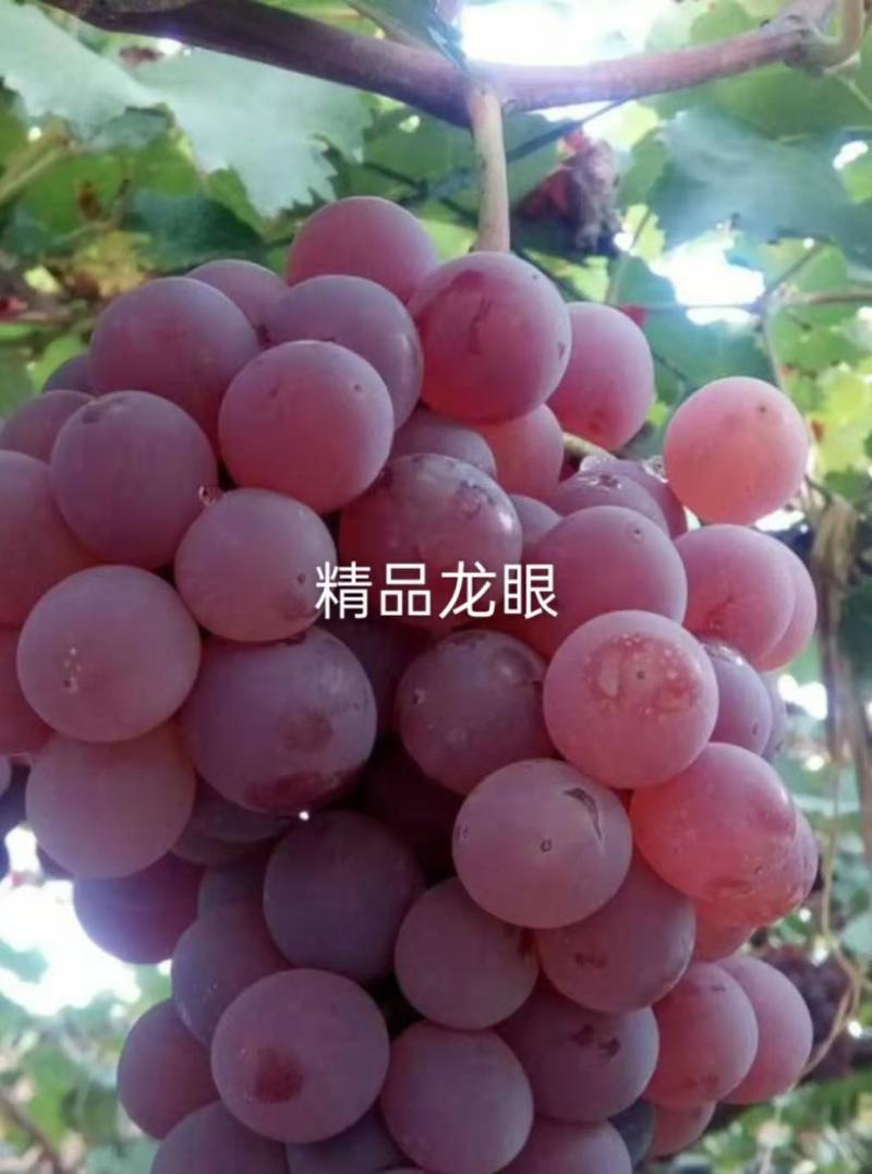 《龙眼葡萄》大量上市欢迎各位老板前来洽谈