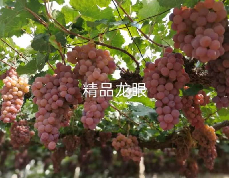 《龙眼葡萄》大量上市欢迎各位老板前来洽谈