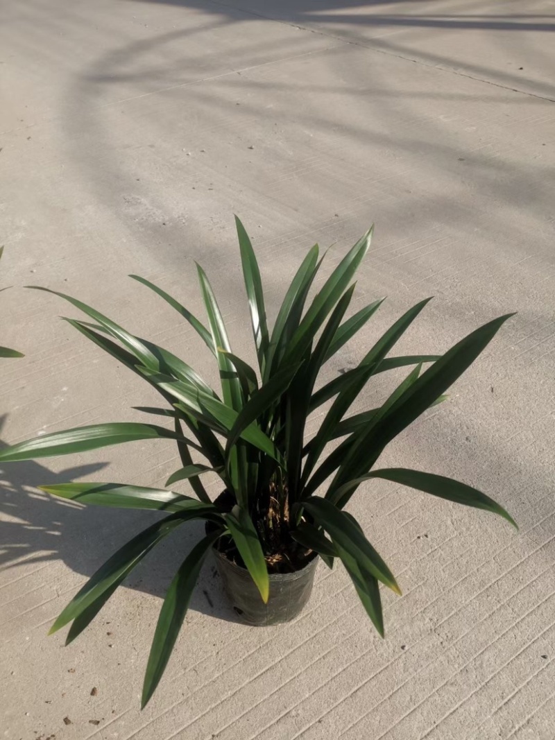 基地长期种植兰花，墨兰