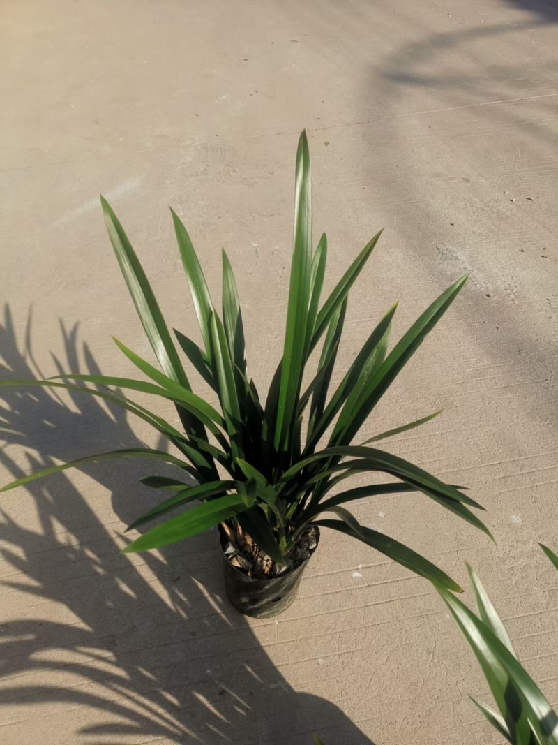 基地长期种植兰花，墨兰