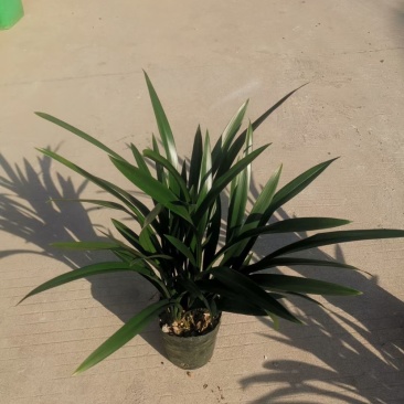 基地长期种植兰花，墨兰