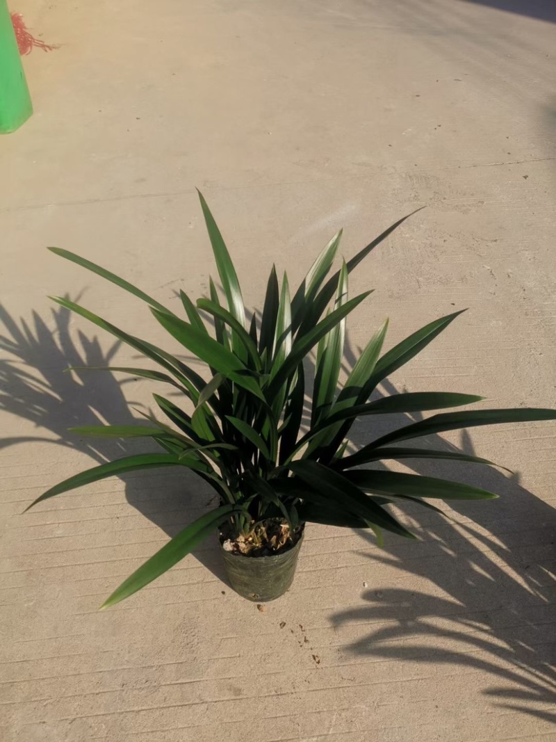 基地长期种植兰花，墨兰