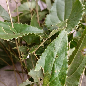淫羊藿苗盆栽绿植淫羊藿盆栽大叶子淫羊藿苗栽培