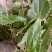 淫羊藿苗盆栽绿植淫羊藿盆栽大叶子淫羊藿苗栽培