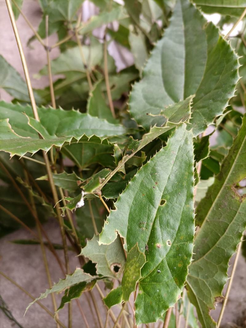 淫羊藿苗盆栽绿植淫羊藿盆栽大叶子淫羊藿苗栽培