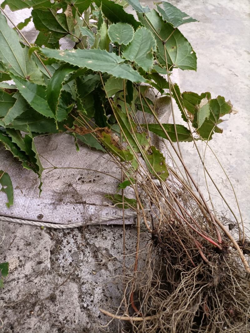 淫羊藿苗盆栽绿植淫羊藿盆栽大叶子淫羊藿苗栽培