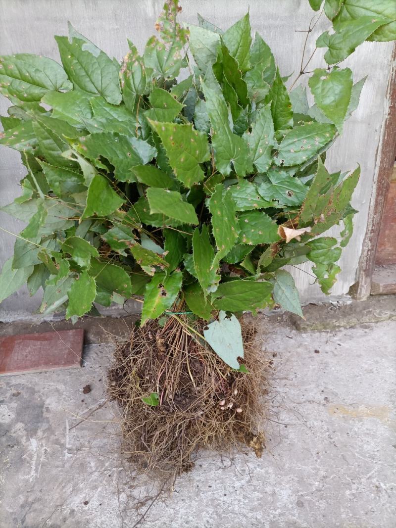 淫羊藿苗盆栽绿植淫羊藿盆栽大叶子淫羊藿苗栽培