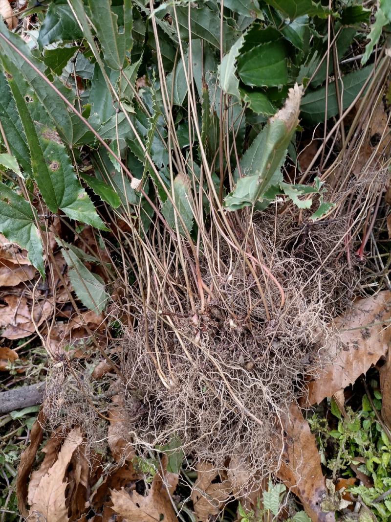 淫羊藿苗盆栽绿植淫羊藿盆栽大叶子淫羊藿苗栽培