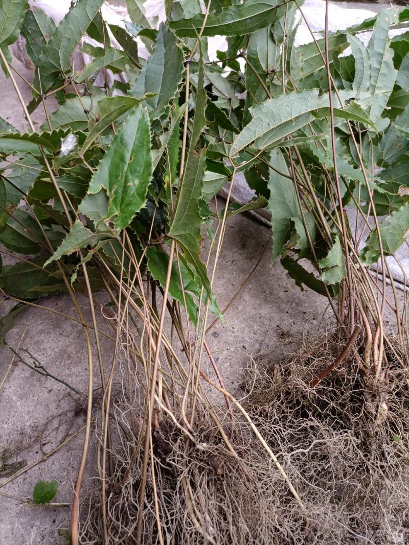 淫羊藿苗盆栽绿植淫羊藿盆栽大叶子淫羊藿苗栽培