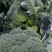 优质西兰花，欢迎客户前来