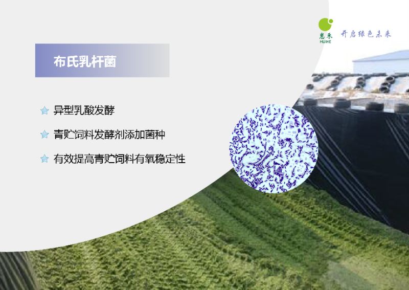布氏乳杆菌100亿cfu/g青贮饲料发酵剂提高有氧稳定性