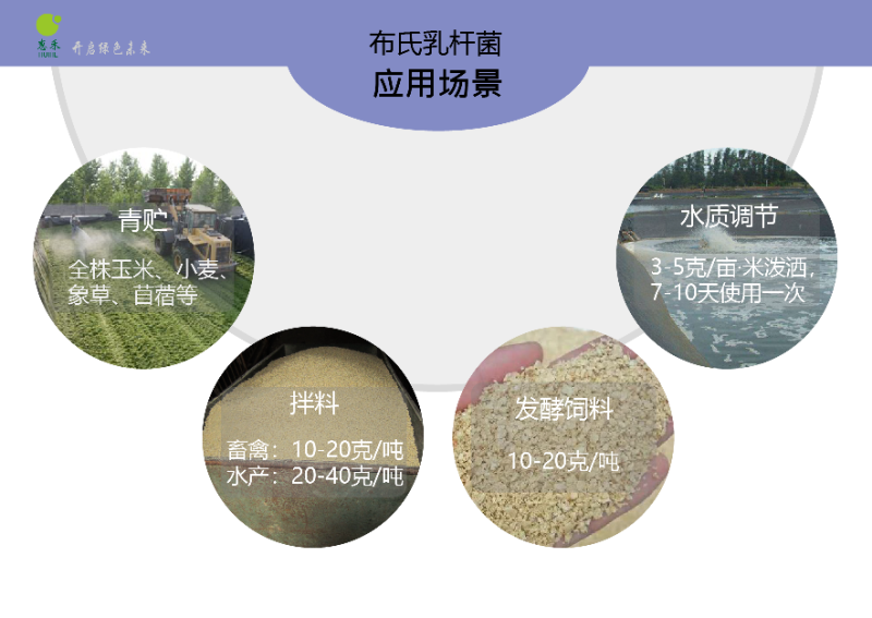布氏乳杆菌100亿cfu/g青贮饲料发酵剂提高有氧稳定性