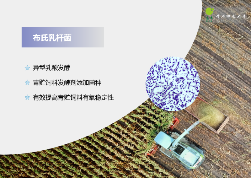布氏乳杆菌100亿cfu/g青贮饲料发酵剂提高有氧稳定性