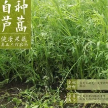 湖北批发芦蒿2026新鲜泥蒿现摘现发