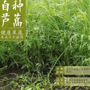 湖北批发芦蒿2026新鲜泥蒿现摘现发
