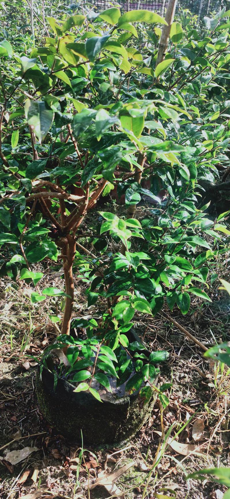 四季红妃挂果嘉宝果树苗，自家种植，适应性强，