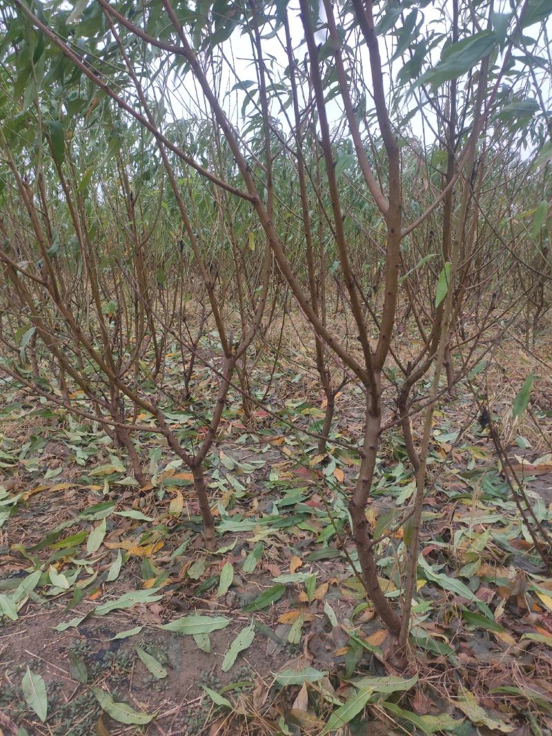 精品碧桃树，苹果树，梨树，樱桃树，山楂树，货量充足。