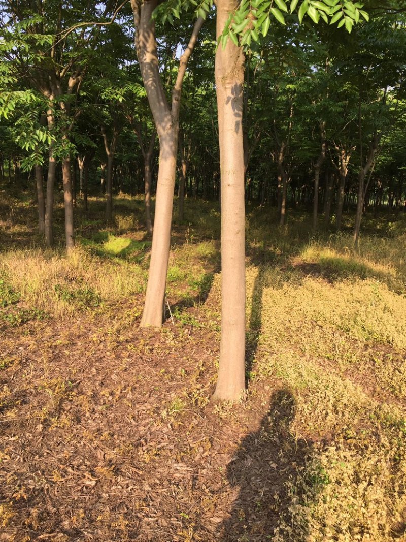 湖北栾树林，有那么一棵栾树在那里等待着被发现，你来了吗？