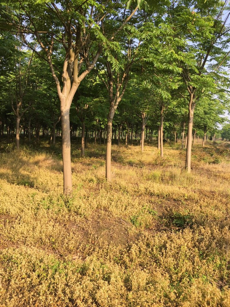 湖北栾树林，有那么一棵栾树在那里等待着被发现，你来了吗？