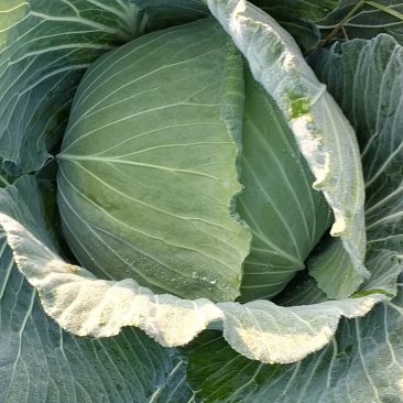 白菜，基地货欢迎光临